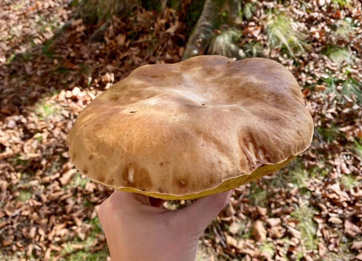 Σπίτι διακοπών Mons Umbrarius Βίλα Monteombraro